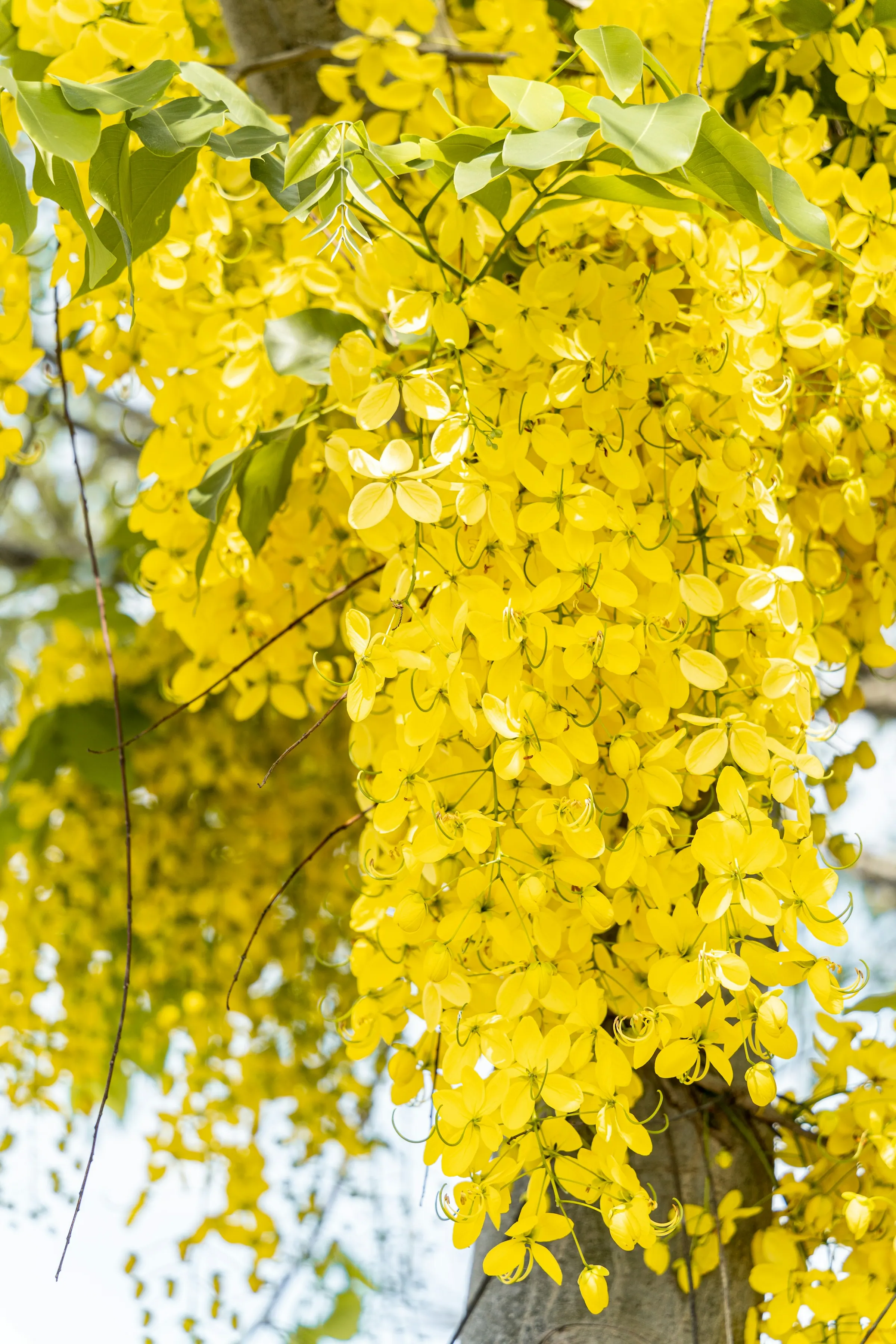 A mature amaltas in full bloom over an Islamabad garden