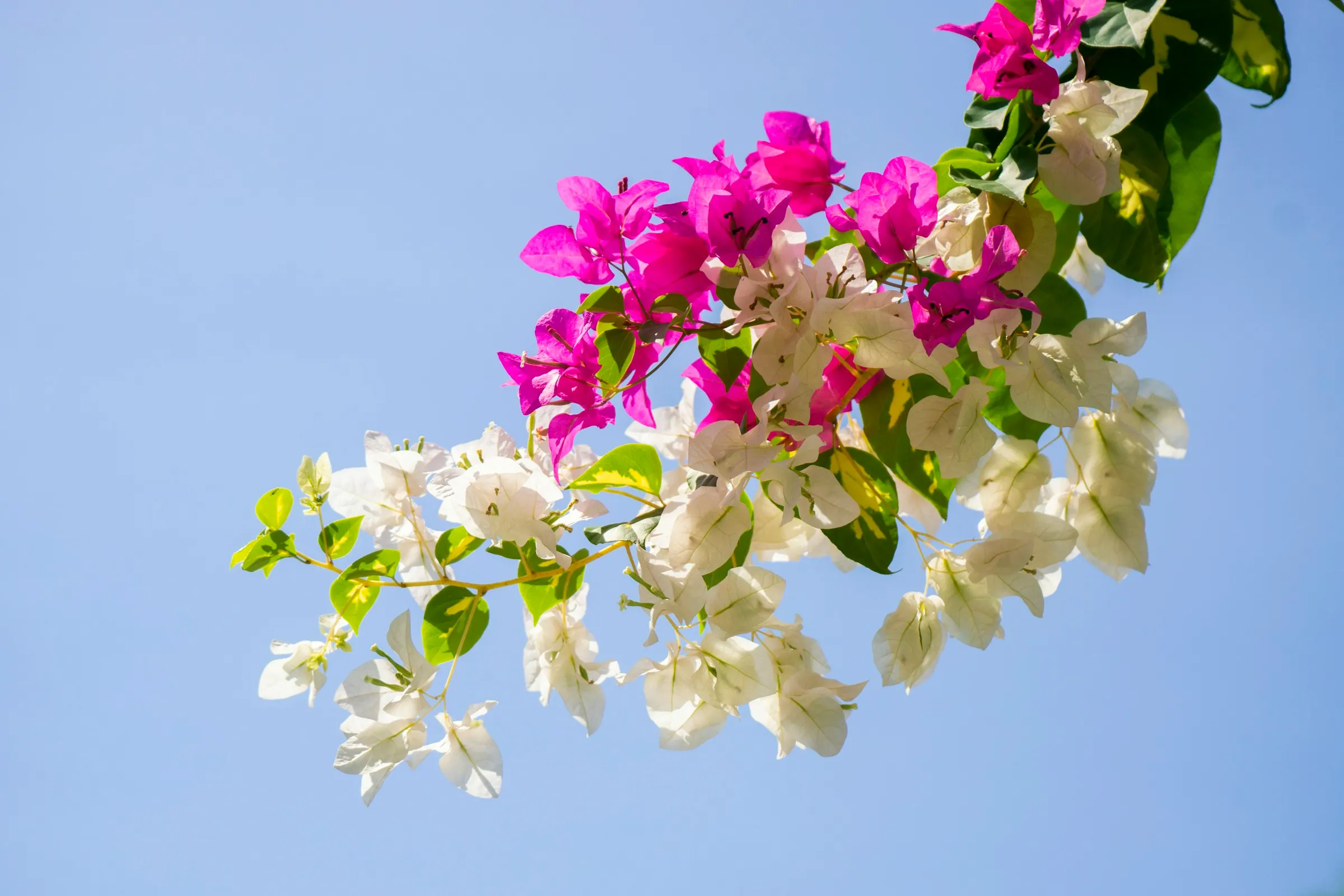 Bougainvillea — Bougainvillea glabra