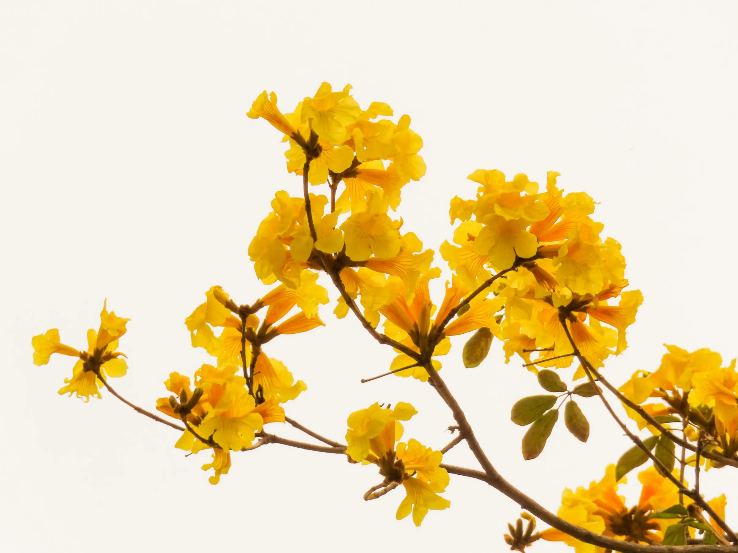 Frangipani — Plumeria rubra
