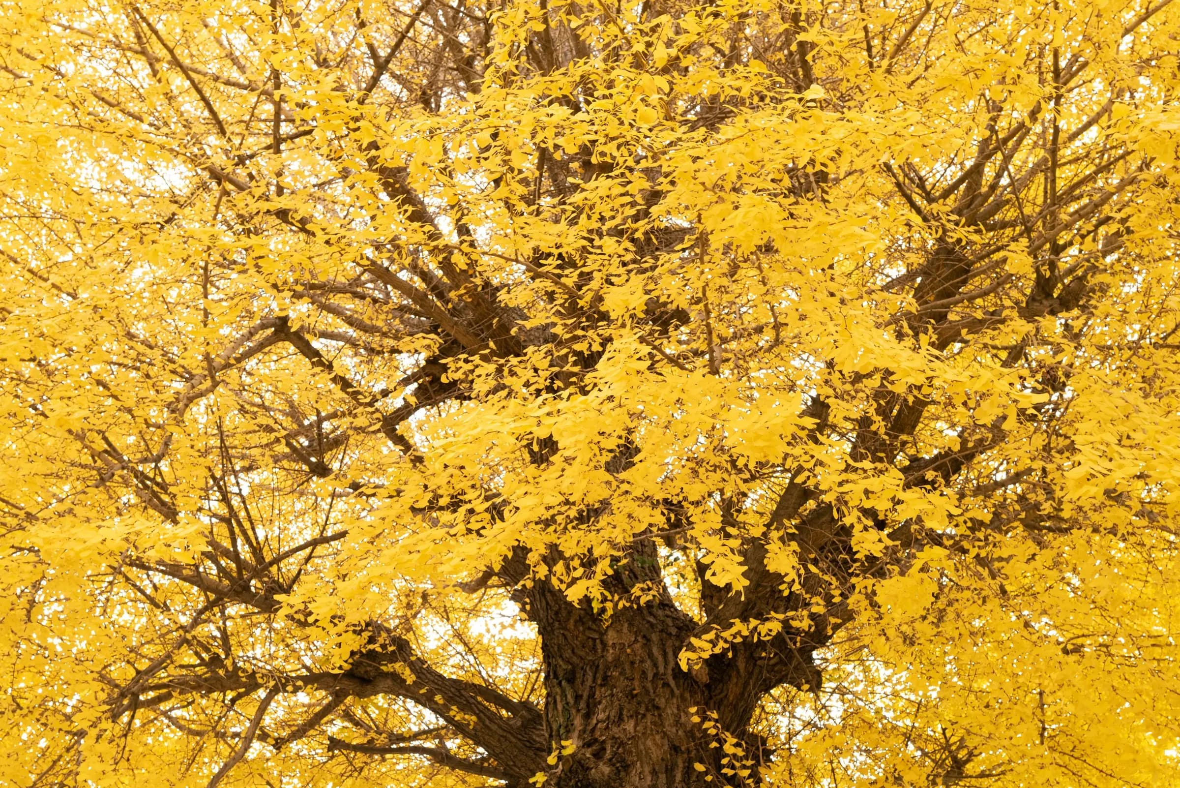 Amaltas — Cassia fistula