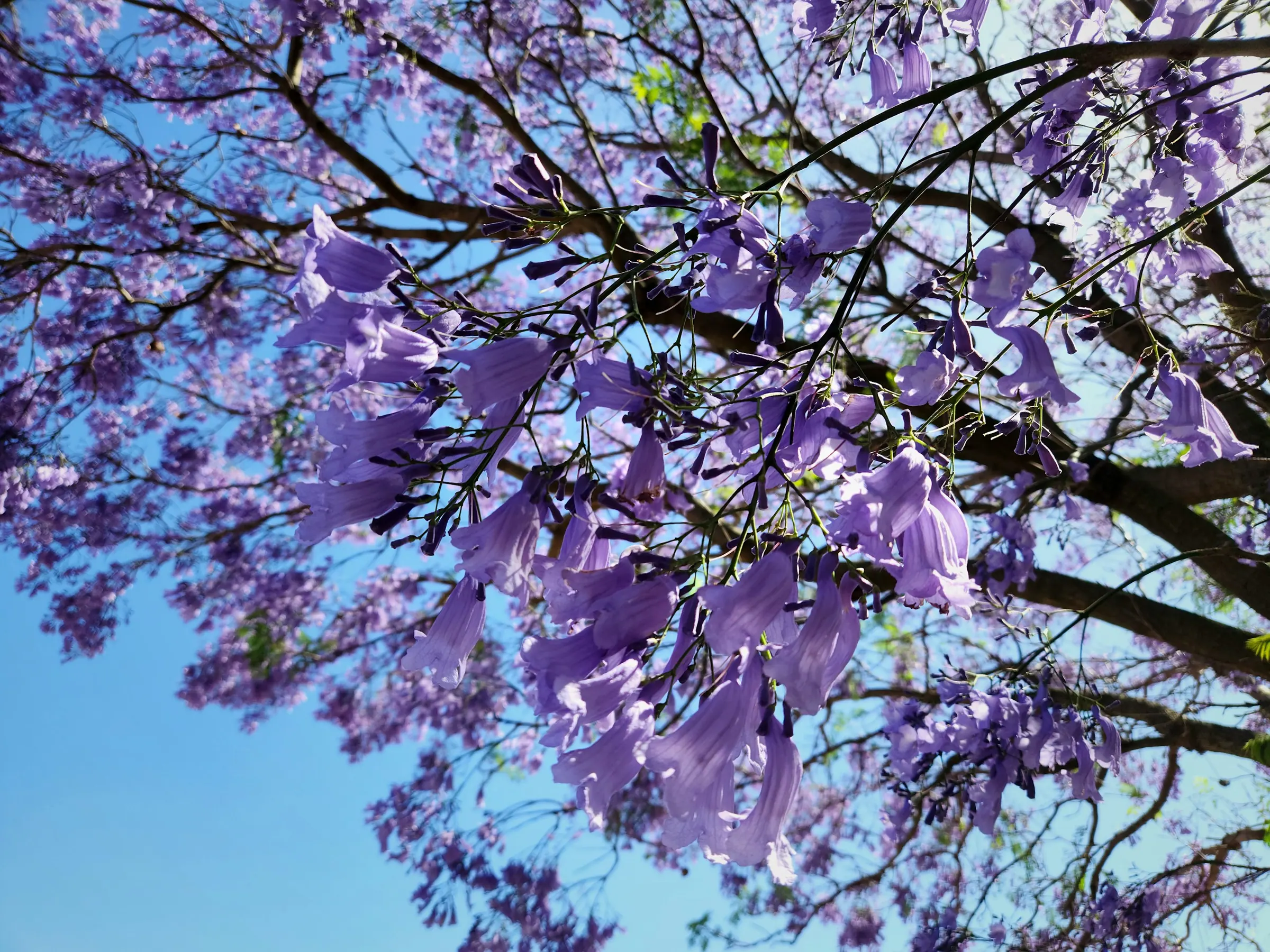 Jacaranda — Jacaranda mimosifolia