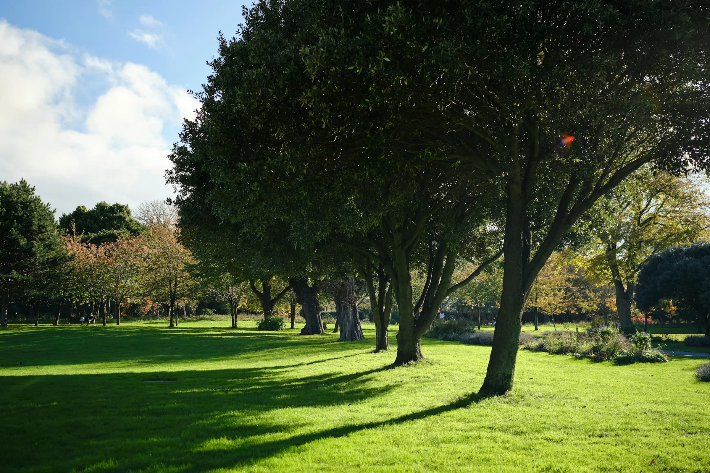 Chinar — Platanus orientalis