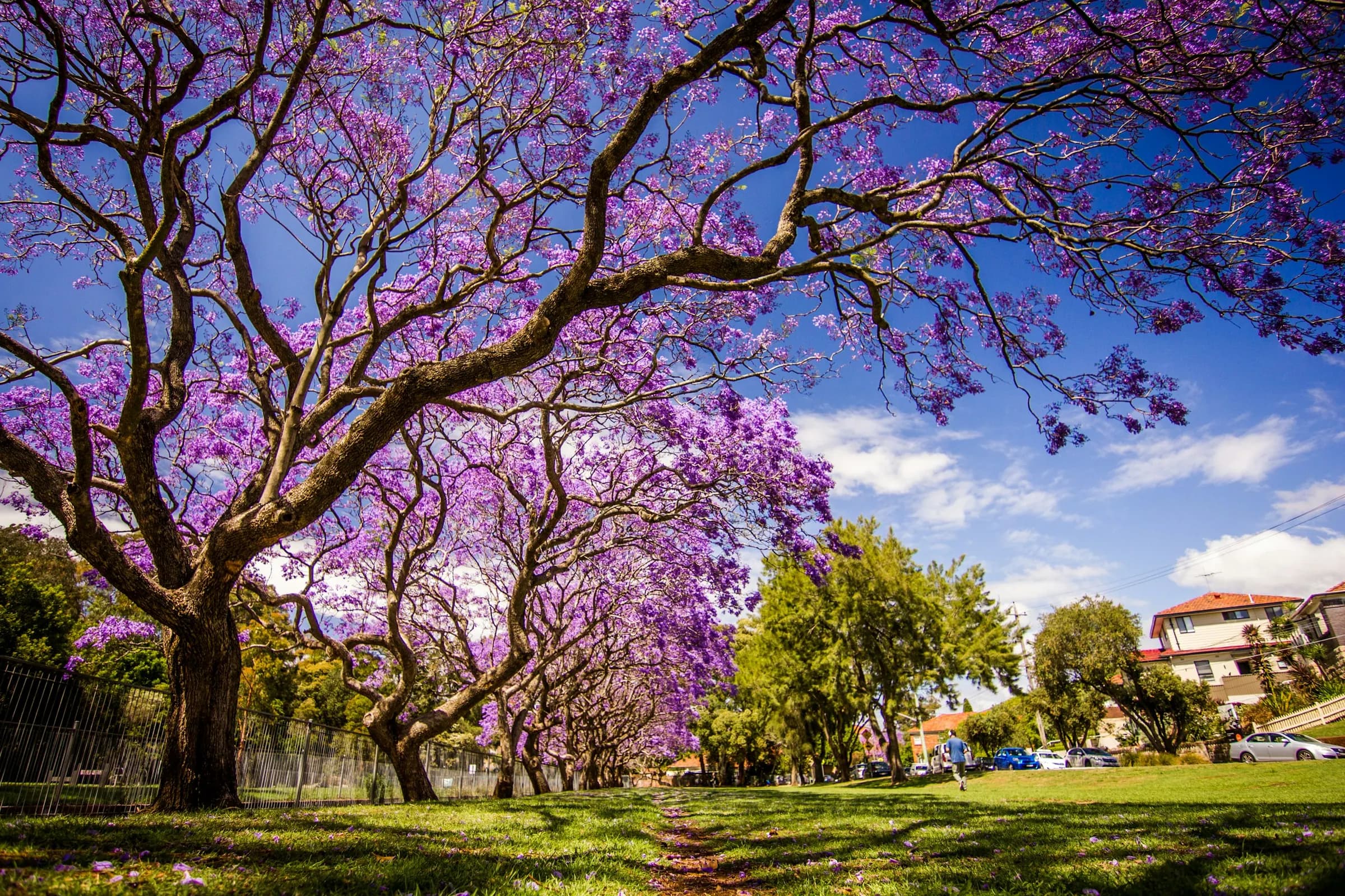 A mature jacaranda avenue in flower over an established lawn