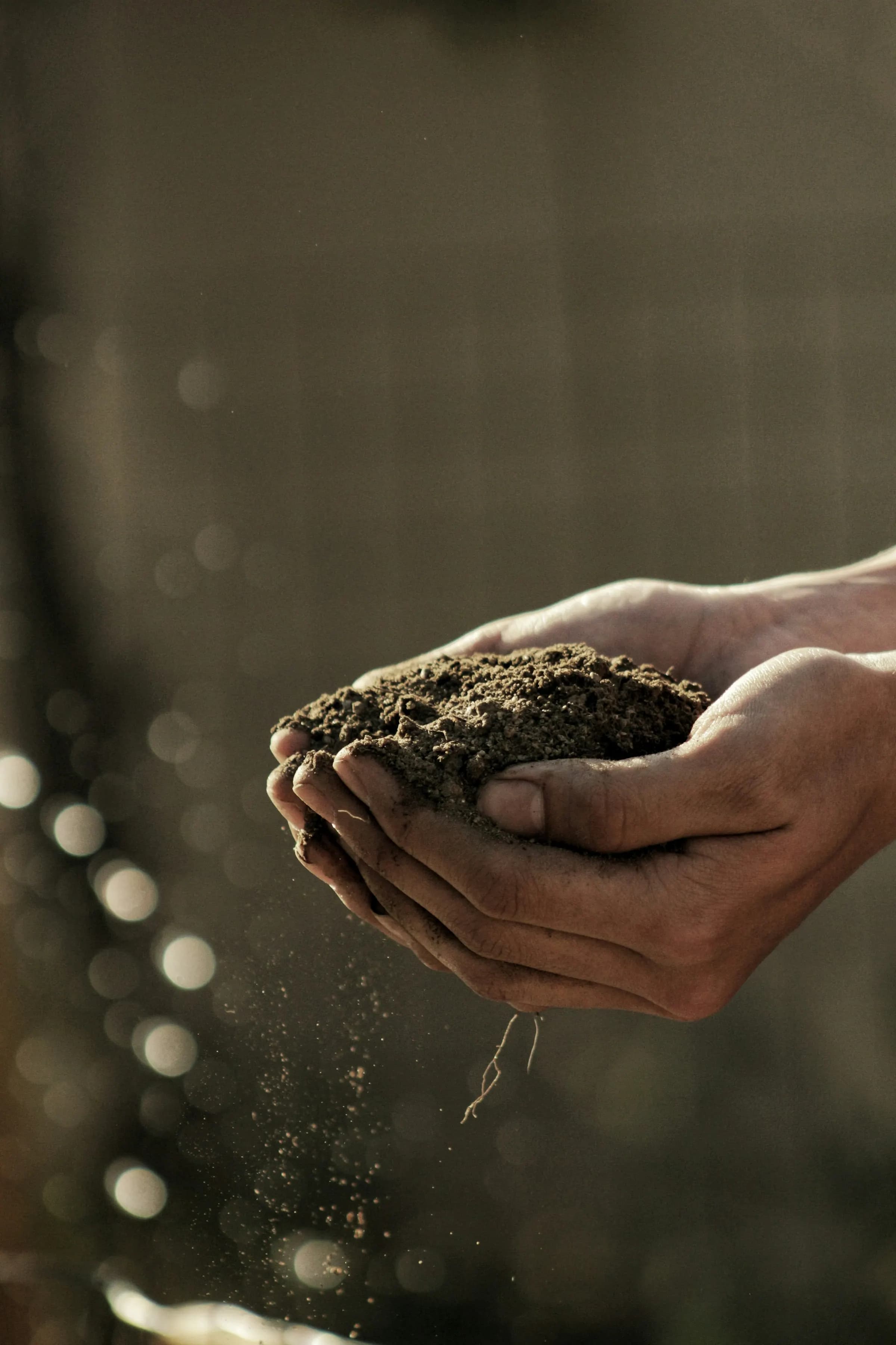 Hands holding dark amended topsoil