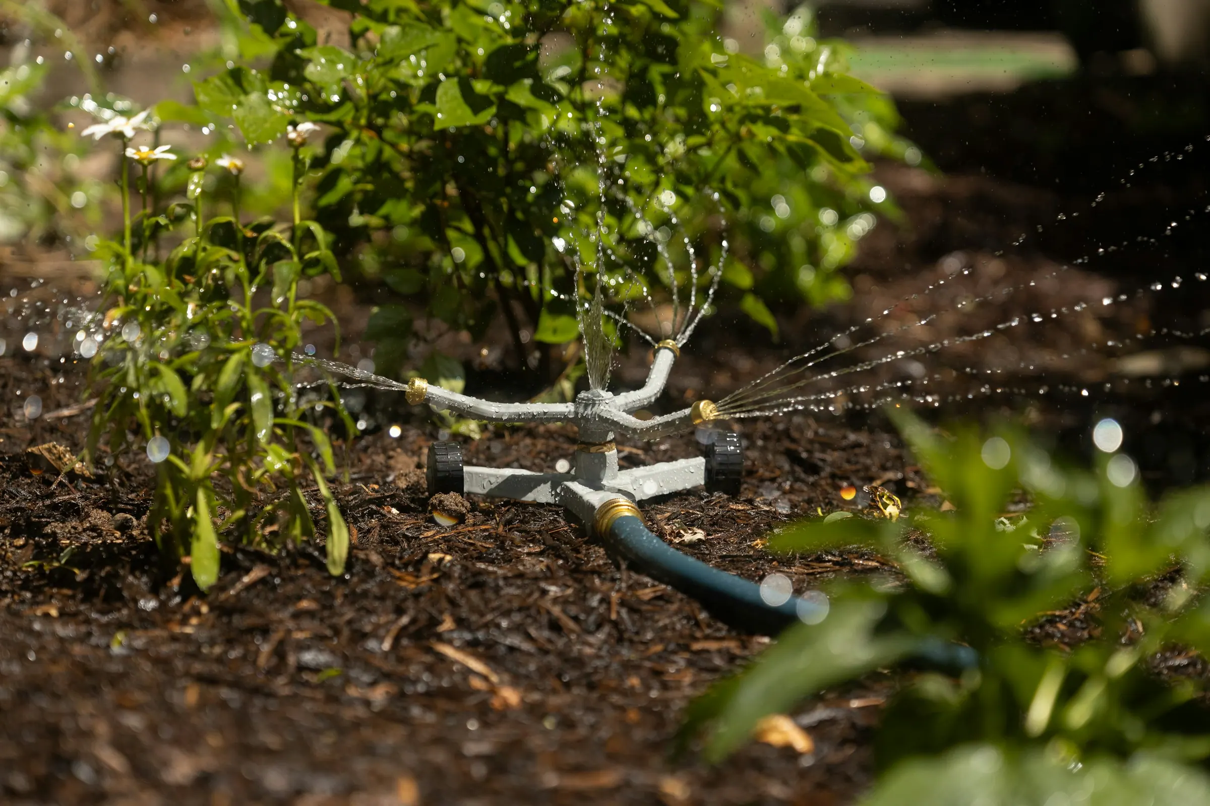 A drip emitter line laid at the base of a young shrub